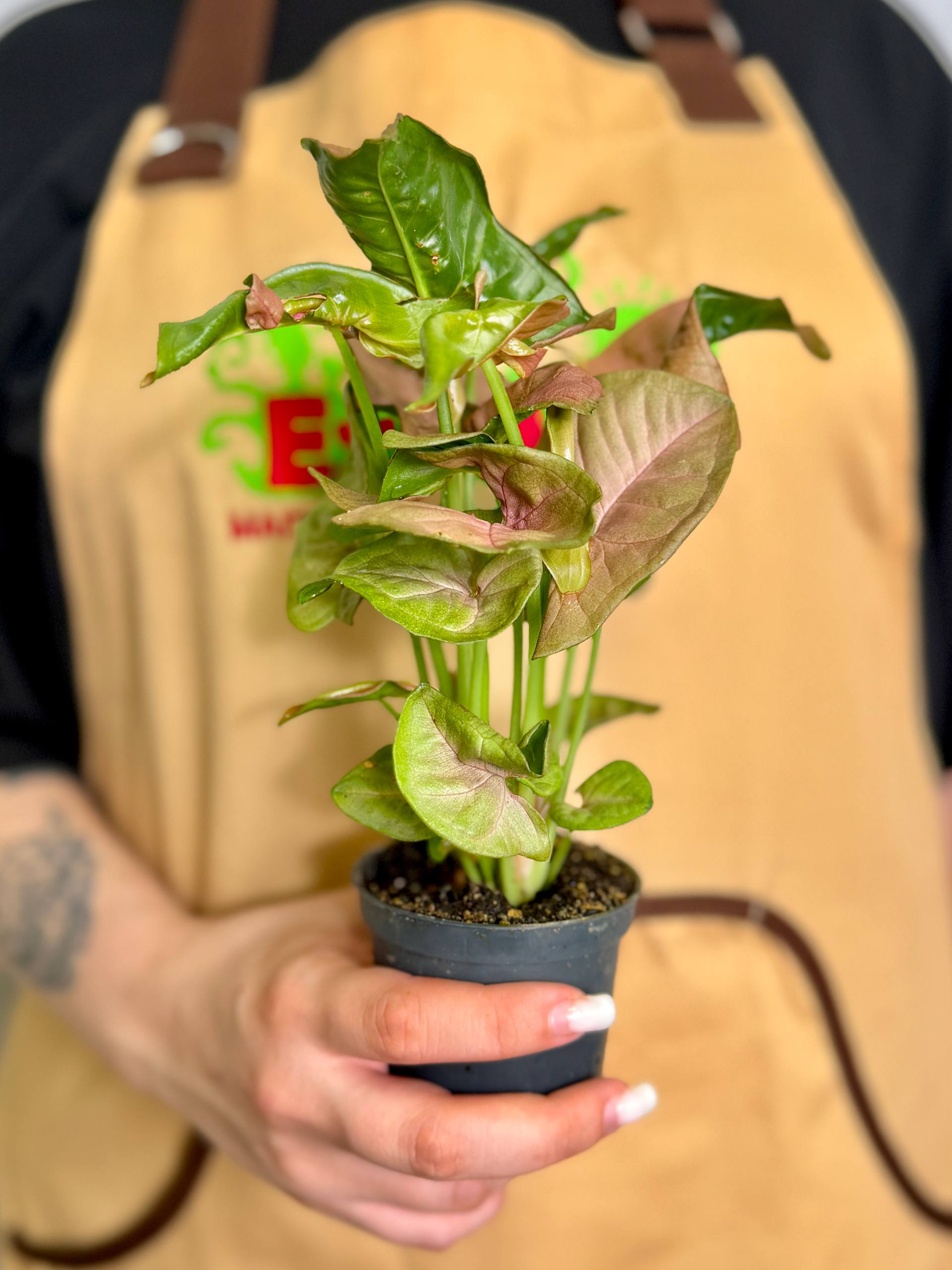 Сингониум Неон Робуста (Syngonium Neon Pobusta) D7см