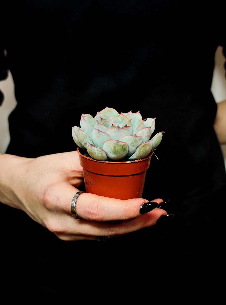 Эхеверия Шира (Echeveria Shira) D5см