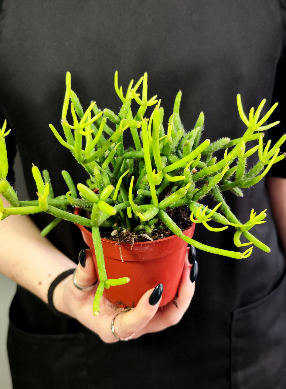 Рипсалис Вальковатый (Rhipsalis Teres) D8,5см