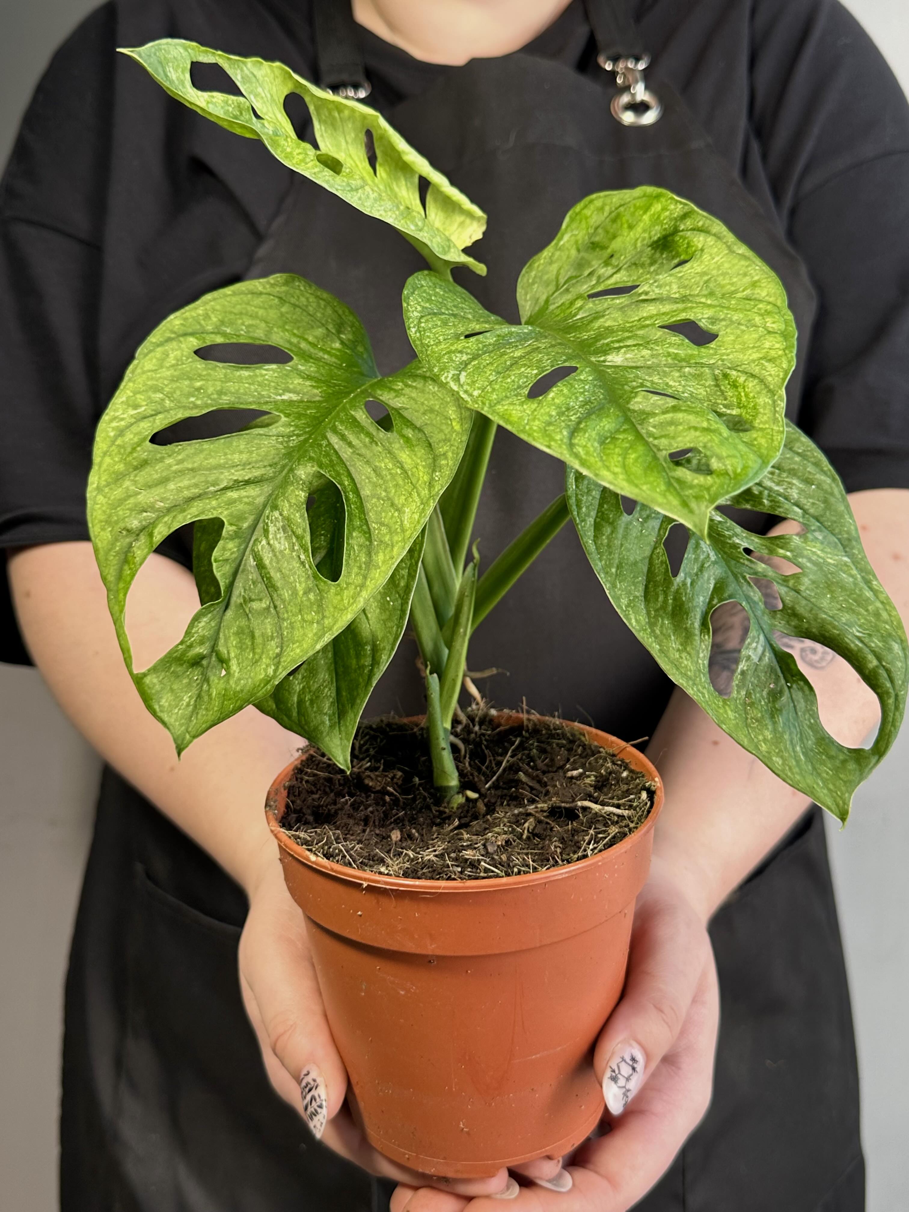 Монстера Адансона Вариегатная Минт (Monstera Adansonii Mint Variegated) D12см