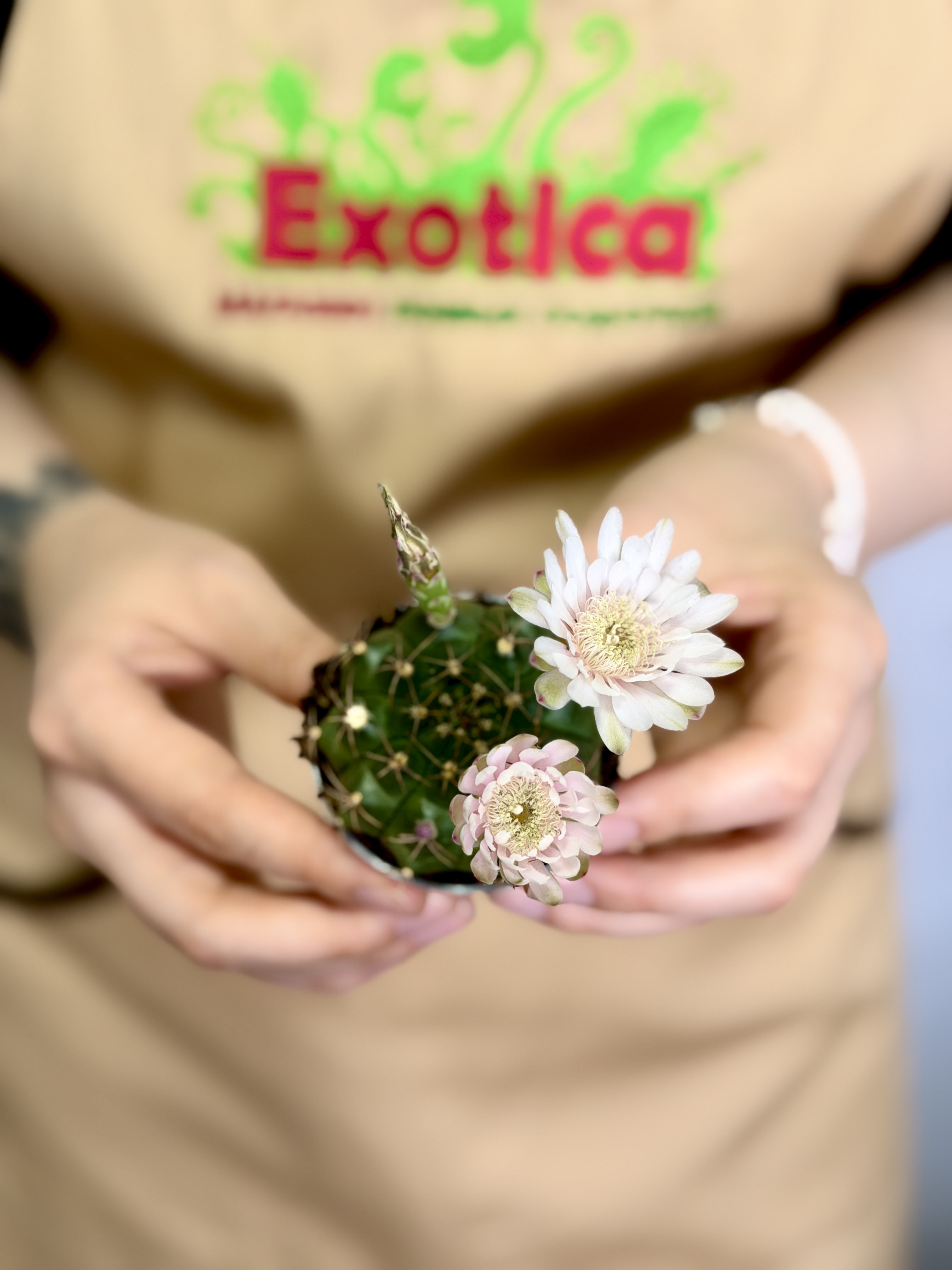 Гимнокалициум Балдианум Альбифлорум (Gymnocalycium Baldianum f. Albiflorum) D6см