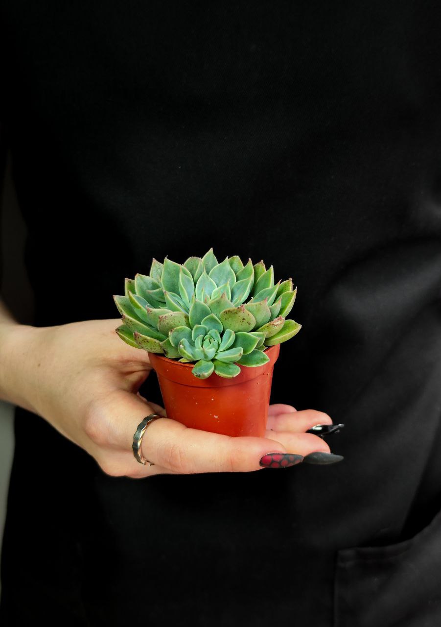 Граптопеталум Альтаир (Graptopetalum Altair) D5см