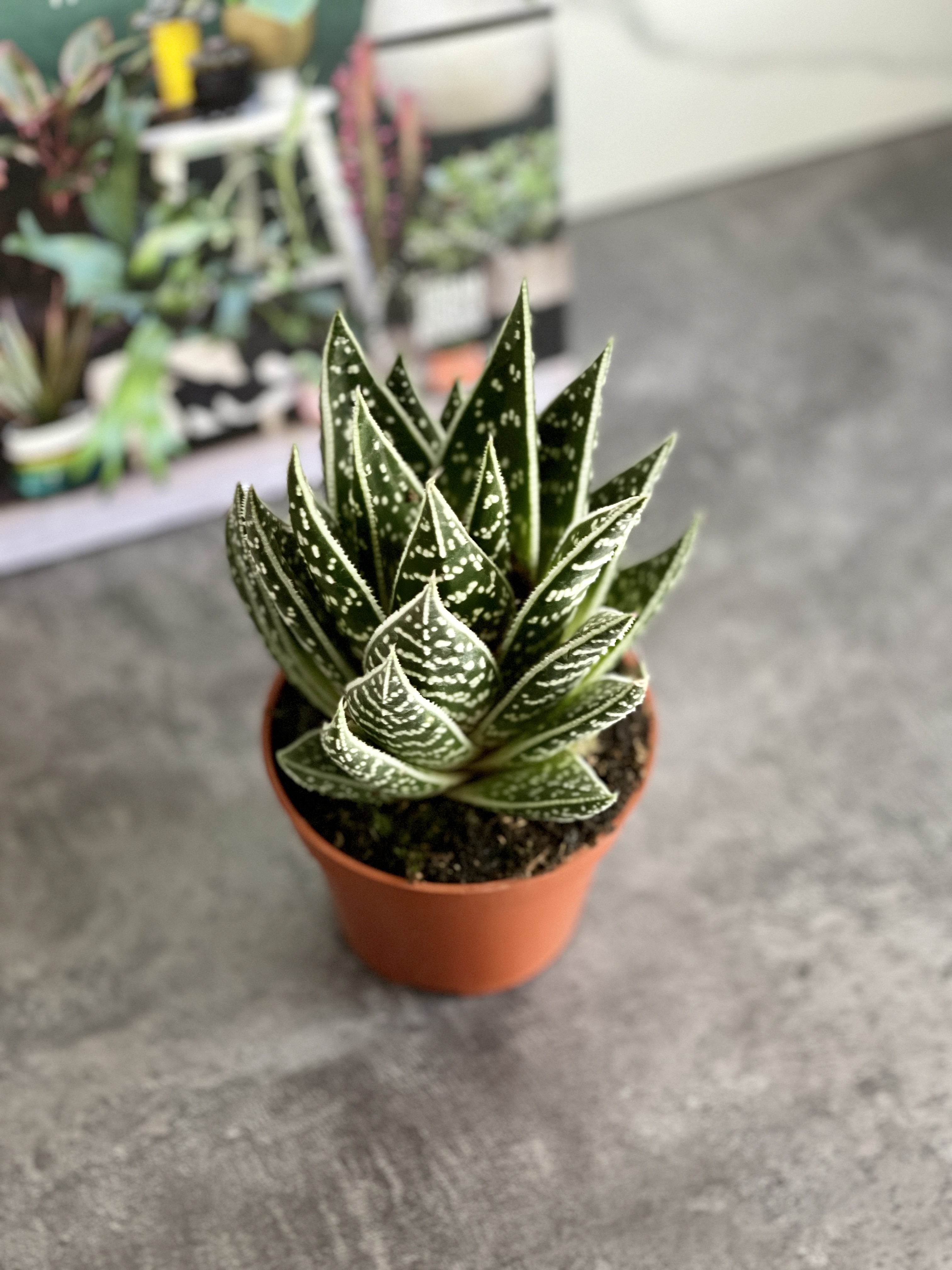 Алоэ Интерстеллар (Aloe Interstellar) D8см