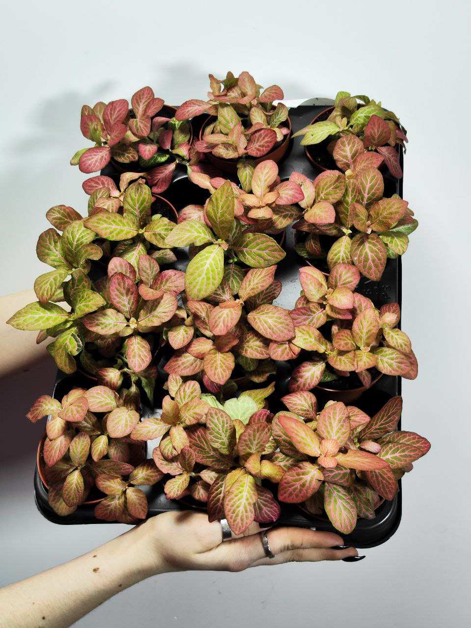 Фиттония Вершаффельта Пинк (Fittonia Verschaffeltii Pink) D8,5см