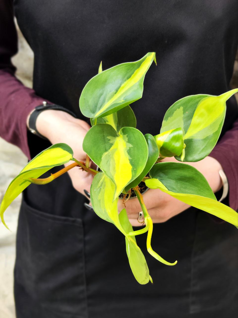 Филодендрон Сканденс Бразил (Philodendron Scandens Brazil) D6см