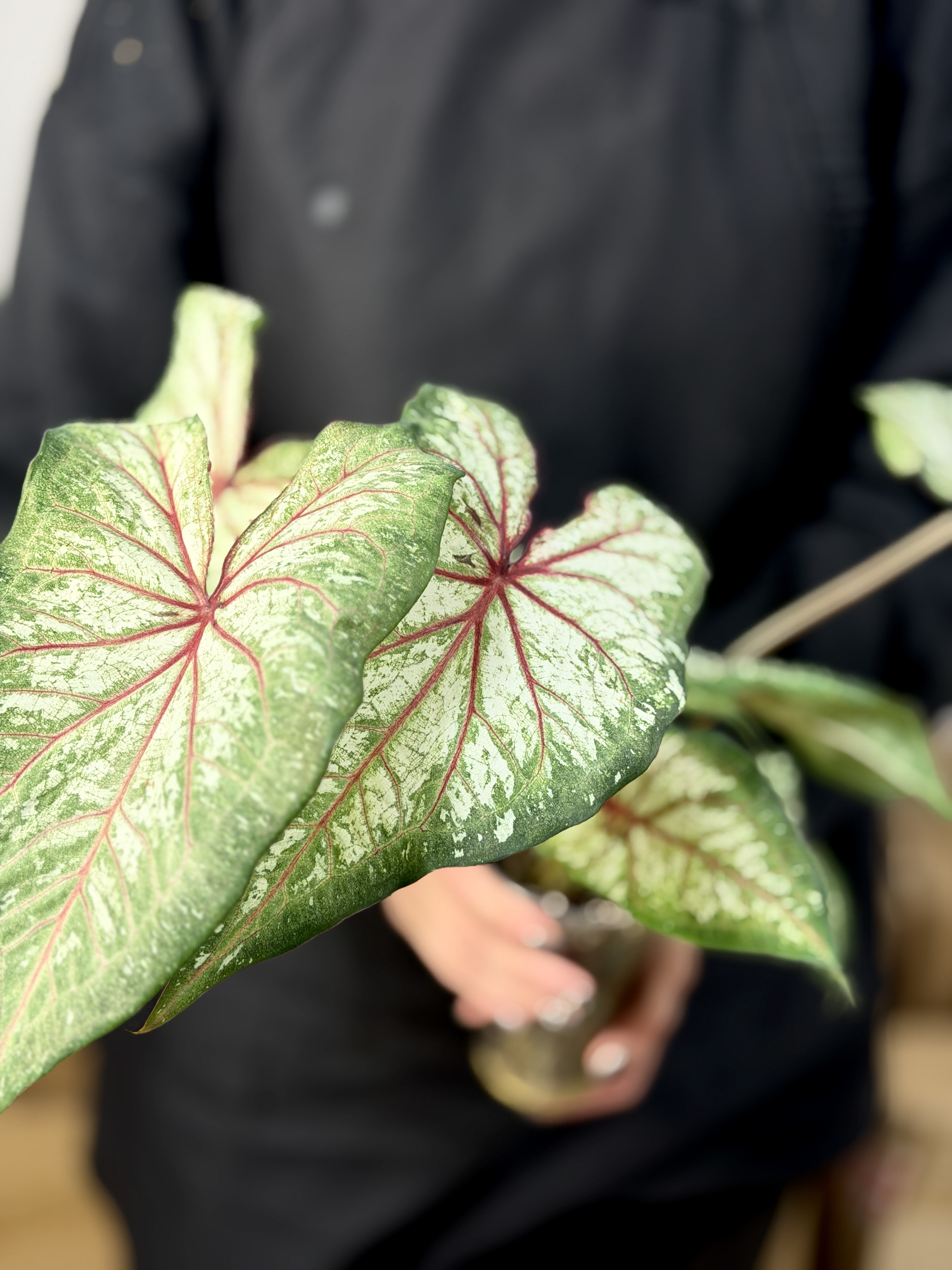 Каладиум Эксплоушн (Caladium Xplosion) D12см