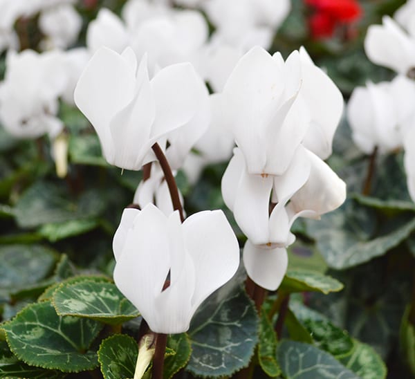 Цикламен Европейский Белый (Cyclamen Europaeum White) D12см