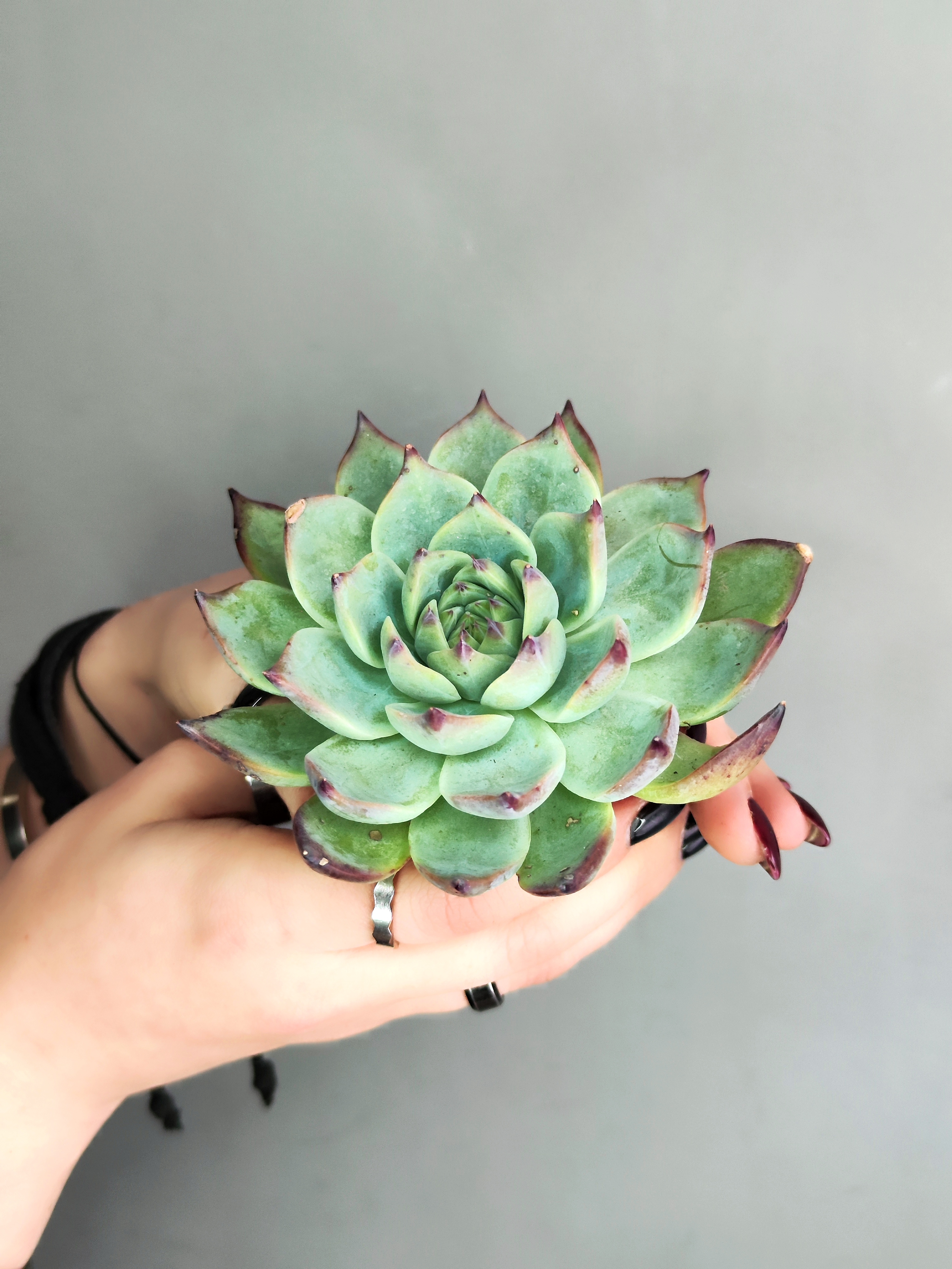 Эхеверия Парва (Echeveria Parva) D5см