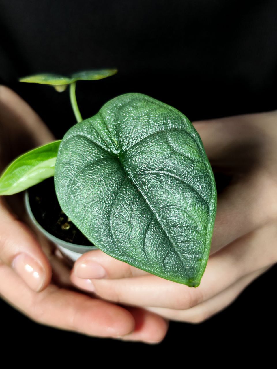 Алоказия Мело (Alocasia Melo) D6см