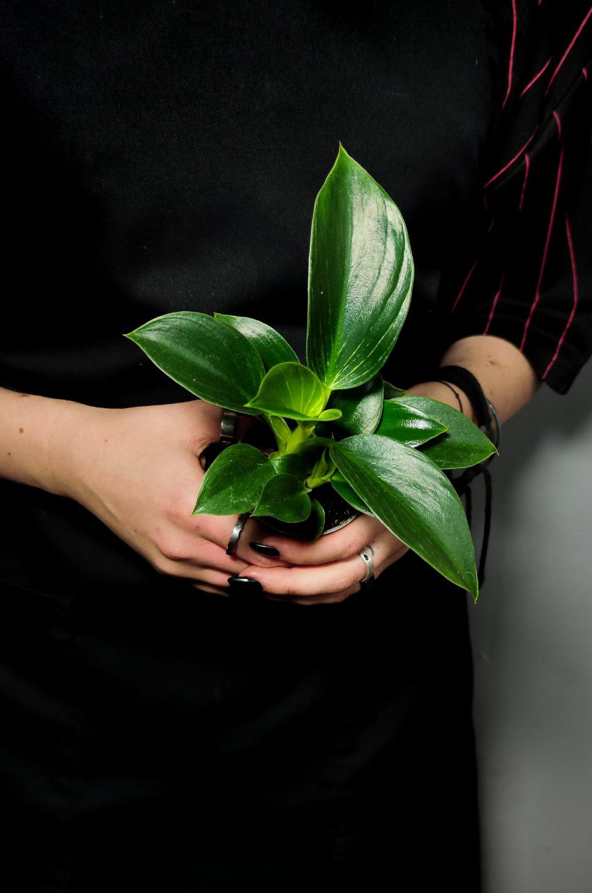 Филодендрон Биркин (Philodendron Birkin) D6см
