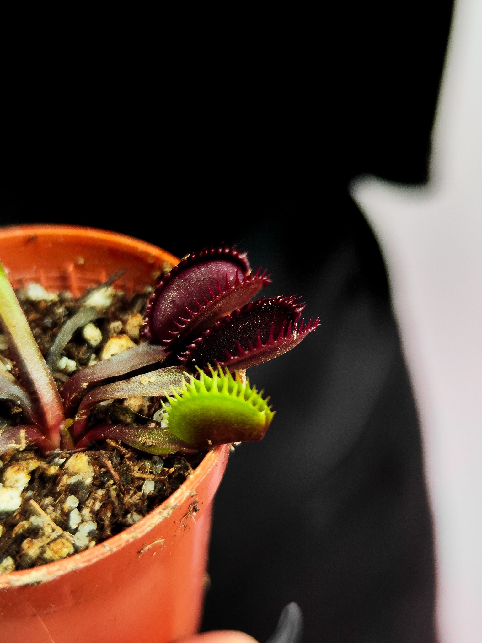 Венерина Мухоловка "Зубья Красной Акулы" (Dionaea Muscipula "Red Shark Teeth") D6см