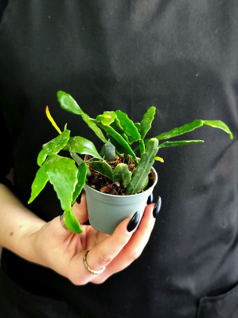 Рипсалис Криспата (Rhipsalis Crispata) D5см