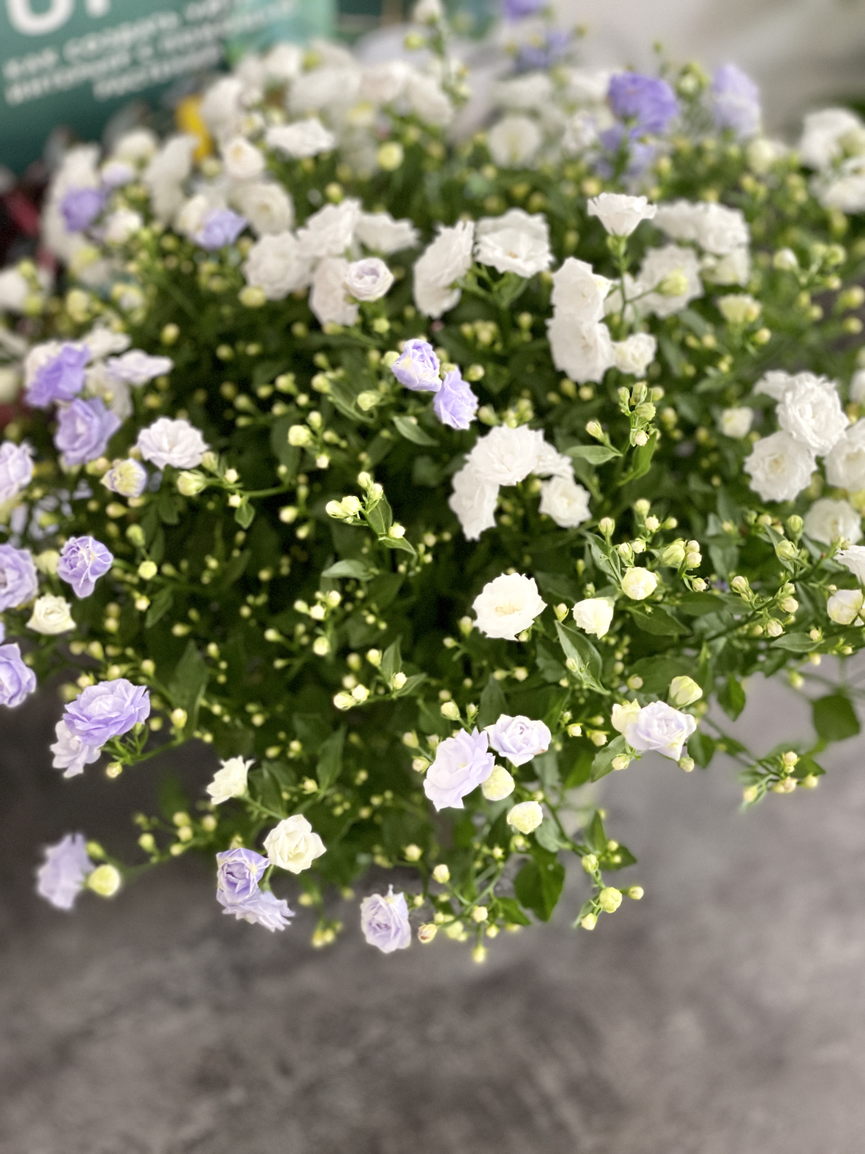 Кампанула Бали махровая двухцветная (Campanula Bali Multi) D12см