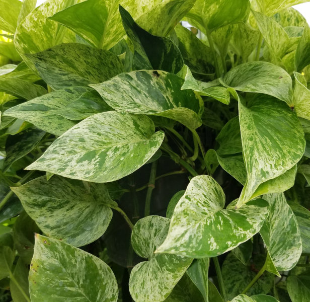 Эпипремнум Марбл Квин (Epipremnum Marble Queen) D12см