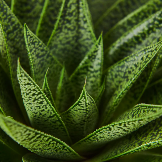 Гастерия Тиго (Gasteria Tiga) D5см