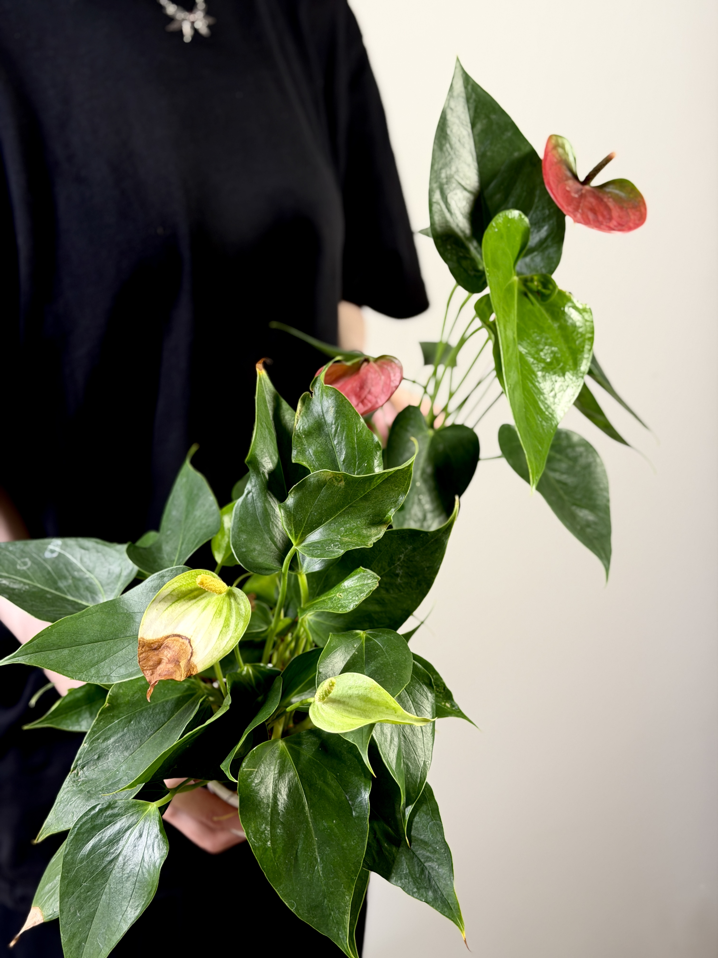 Антуриум Микс УЦЕНКА (Anthurium Mix) D 7-9см