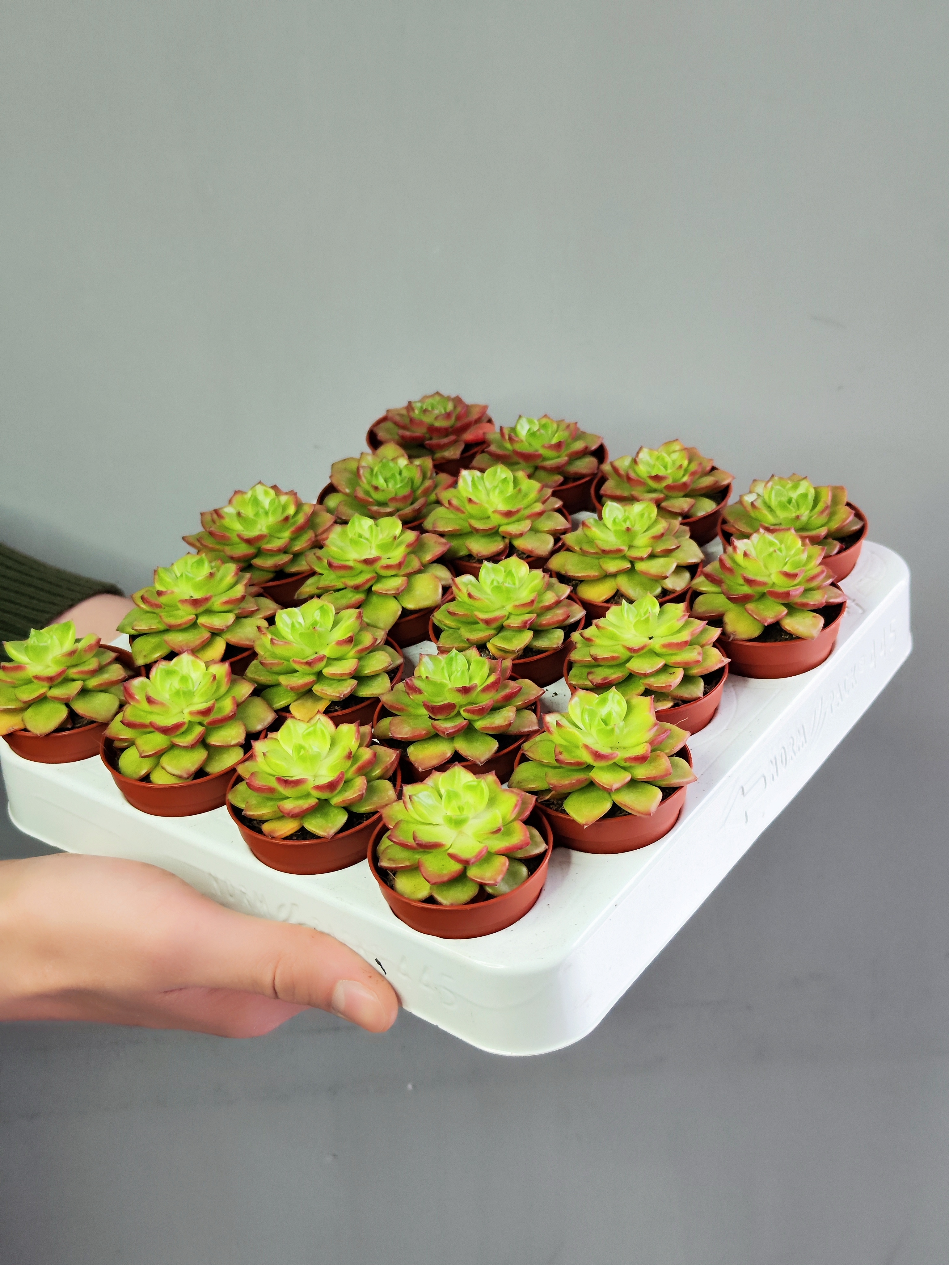 Эхеверия Аффинис Ред (Echeveria Affinis Red) D5см