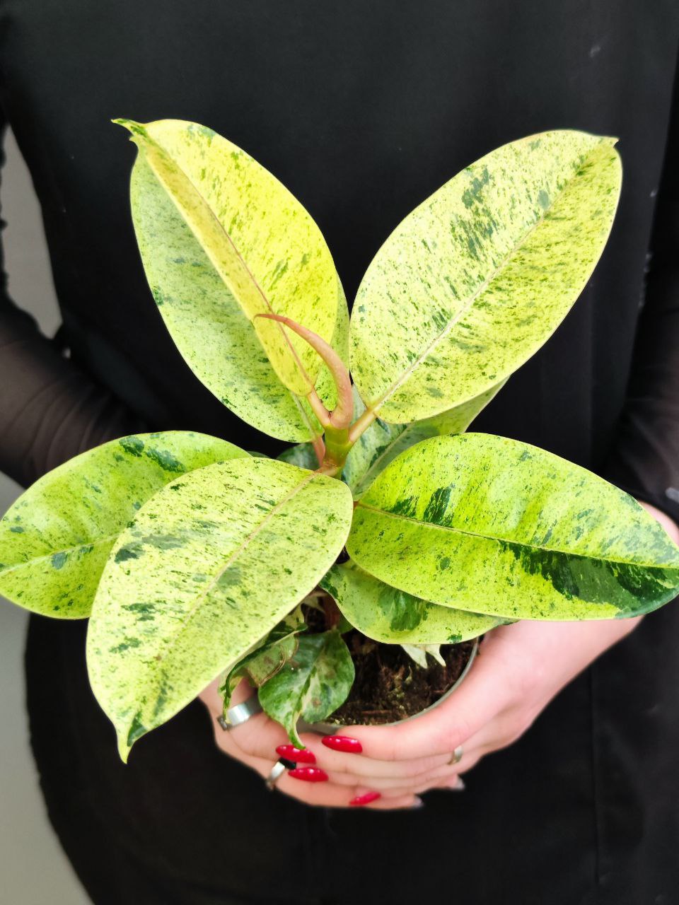 Фикус Вариегатный Эластика Шрайвериана (Ficus Elastica Shivereana) D10см