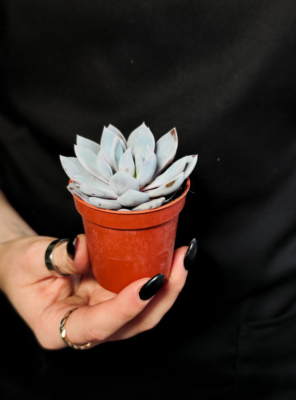 Граптоверия Лулу (Graptoveria Lulu) D5см