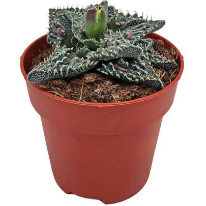 Фаукария Монструоза (Faucaria Monstruoza) D5см