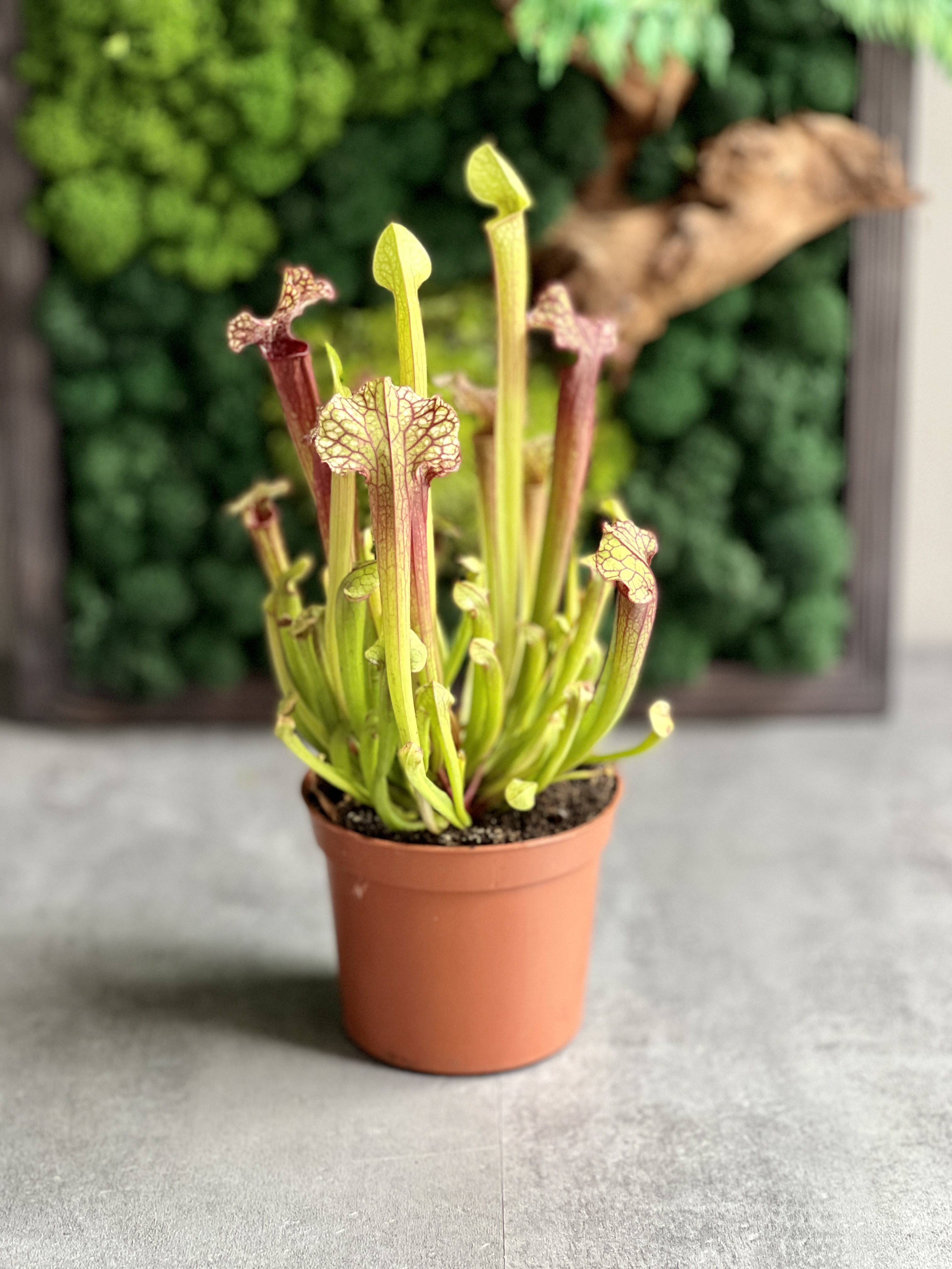 Саррацения Джудит Хиндл (Sarracenia «Judith Hindle») D9см