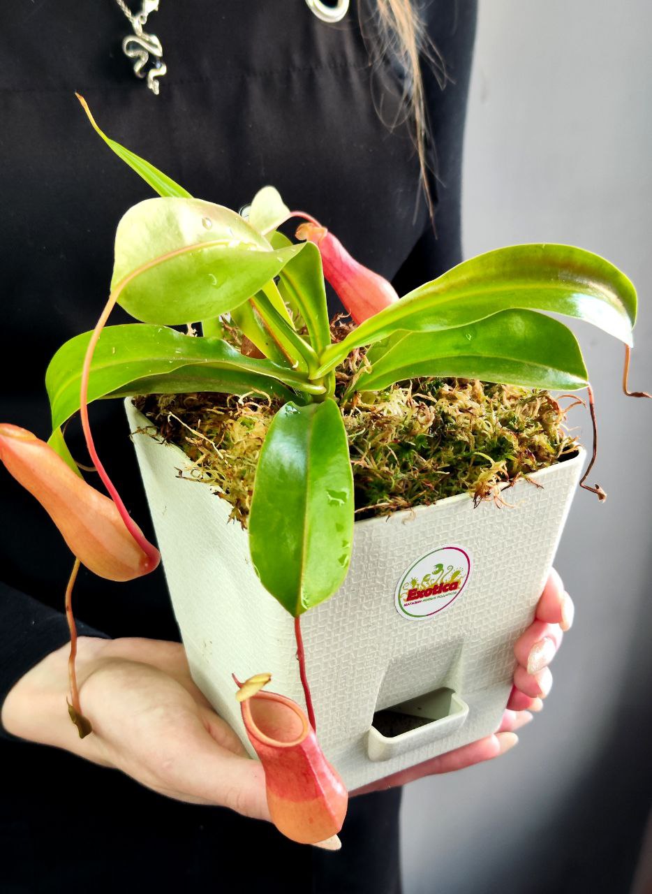 Непентес Вентрата (Nepenthes Ventrata) пересаженный D12см