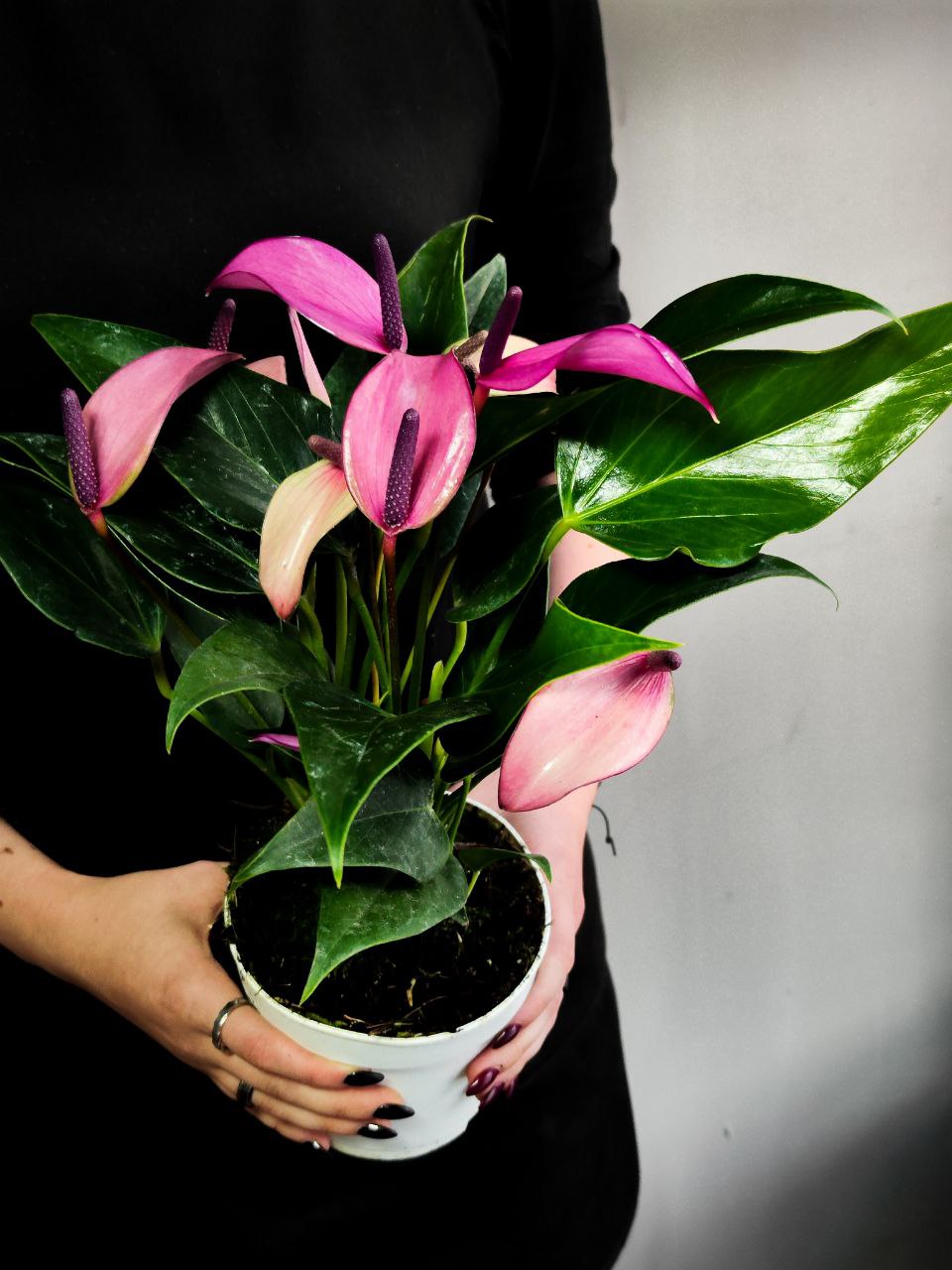 Антуриум Андре Зизу (Anthurium Andre Zizou) D12см