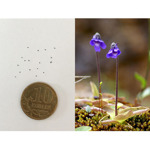 Семена Жирянки обыкновенной (Pinguicula vulgaris) 15 шт