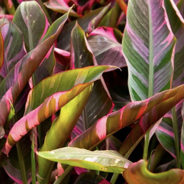 Розовый Вариегатный Банан Муса (Pink Variegated Banana Plant, Hybrid Musa) D11см