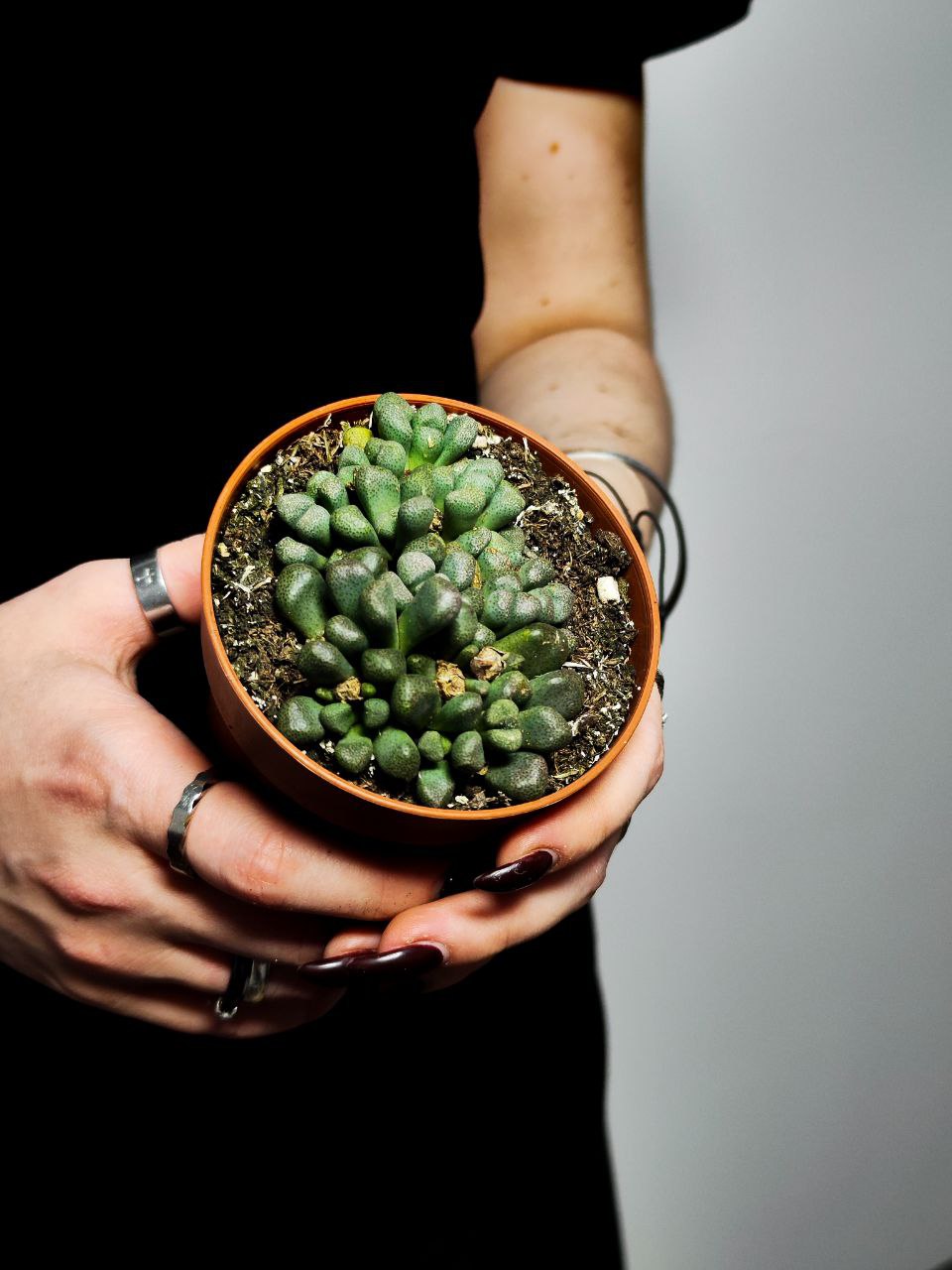 Алоинопсис Шунеса (Aloinopsis Schooneesii) D8,5см