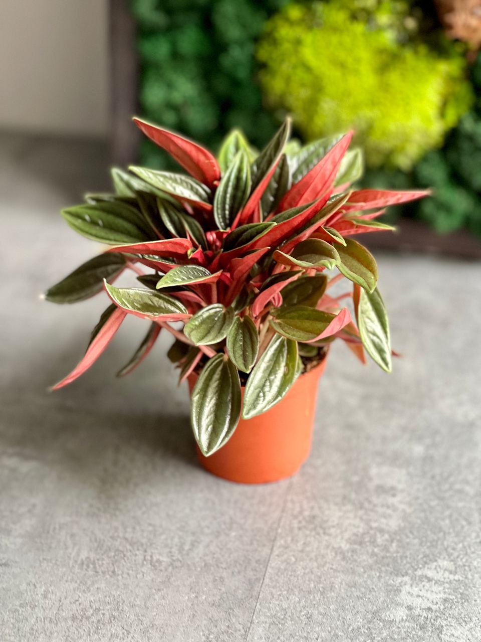 Пеперомия Россо (Peperomia Rosso) D7см