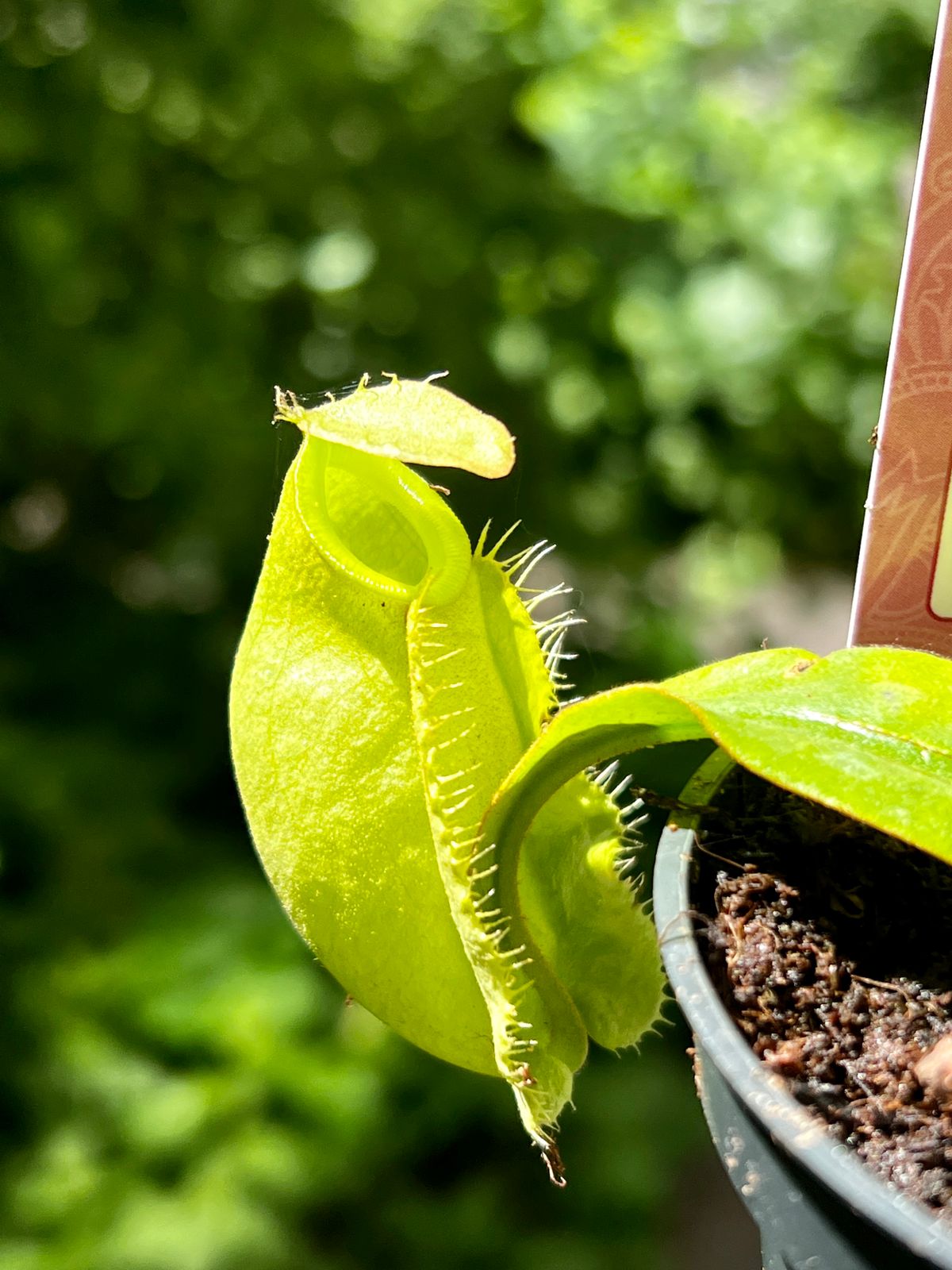 Непентес Ампулярия Зеленая (Nepenthes Ampullaria green) D9см