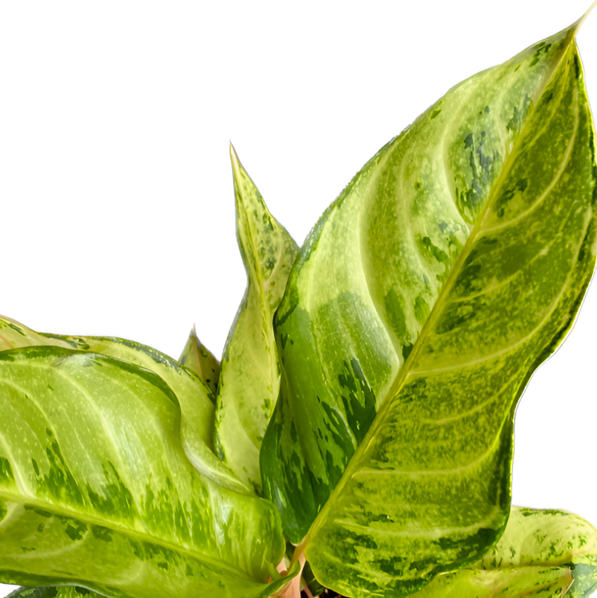 Аглаонема Шартрез Претти (Aglaonema Chartreuse Pretty) D12см