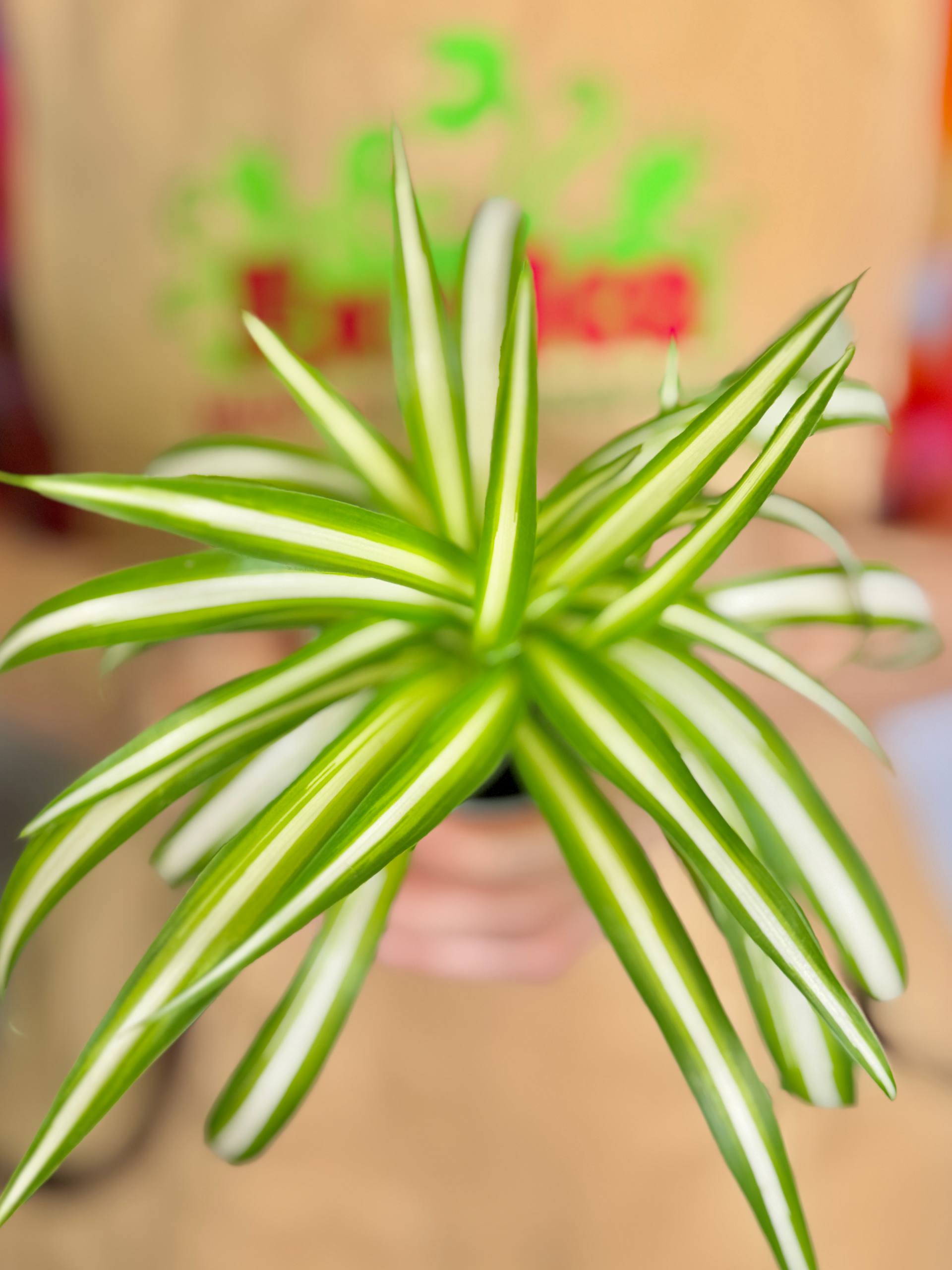 Хлорофитум Вариегата (Chlorophytum Variegatum) D6см