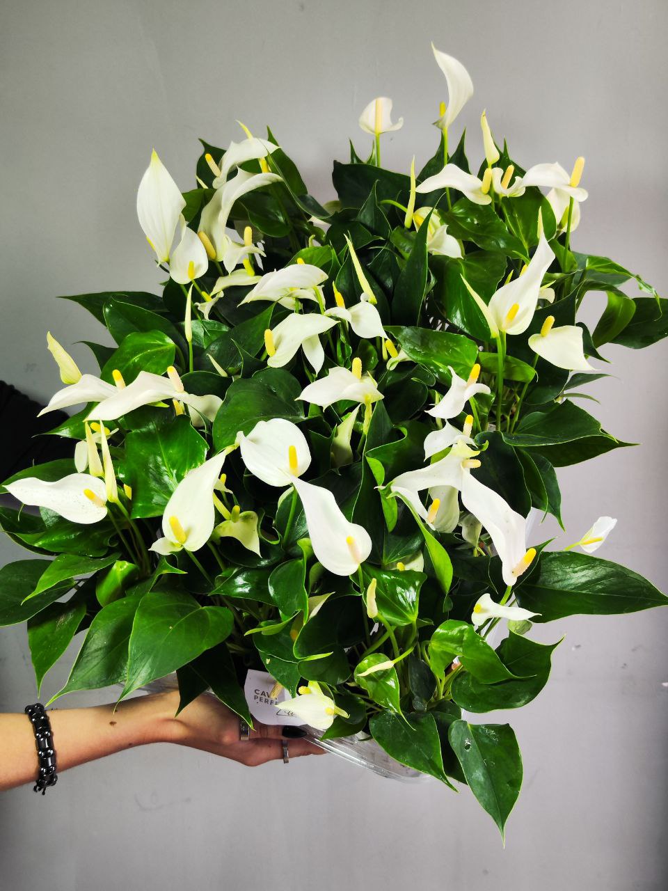 Антуриум Лилли Вайт (Anthurium An Lilli White) D9см