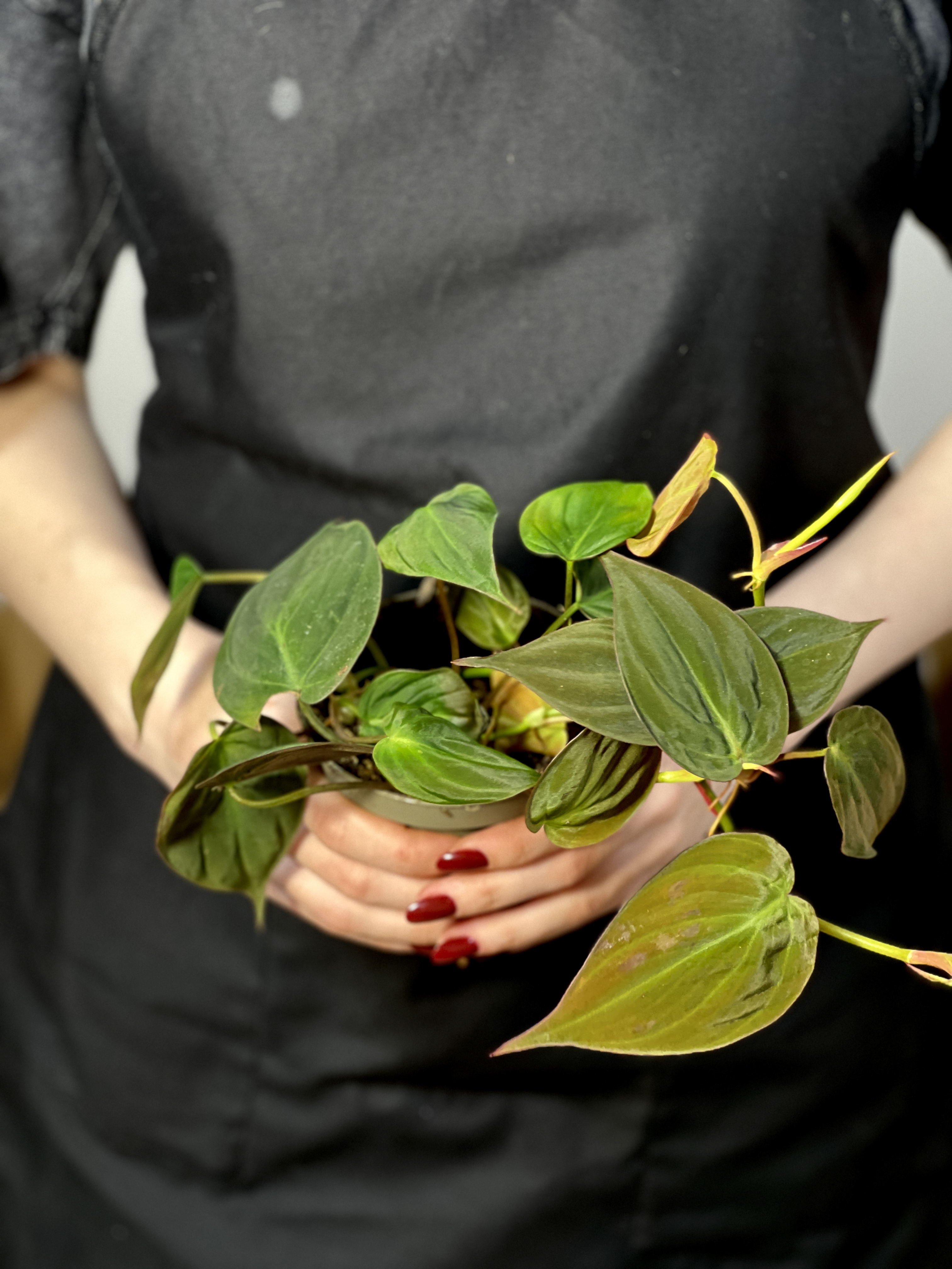 Филодендрон Сканденс Миканс (Philodendron Scandens Micans) D10см