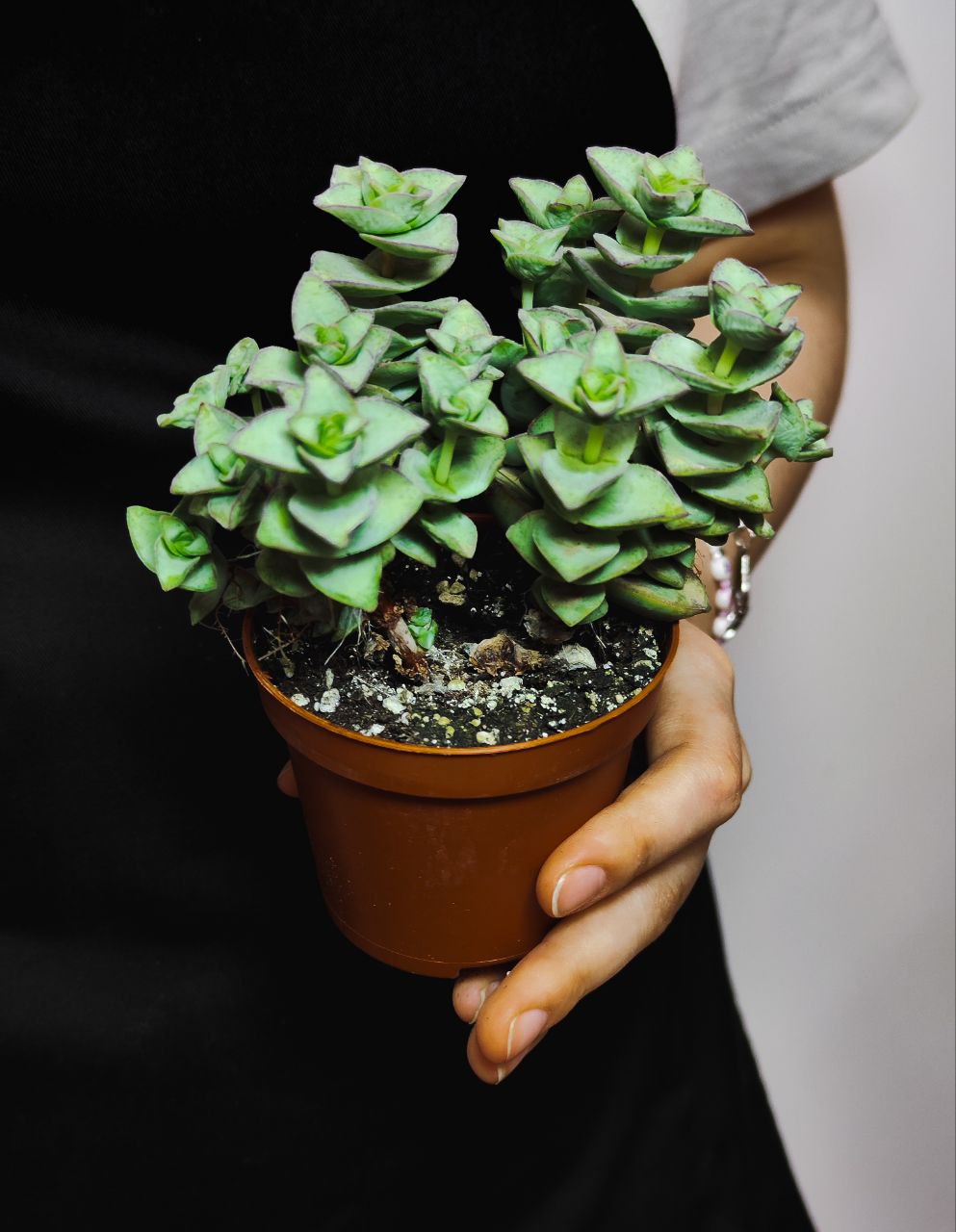 Крассула Перфората Мэджик (Crassula Perforata Magic) D8,5см