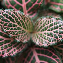 Фиттония Вершаффельта Пинк (Fittonia Verschaffeltii Pink) D8,5см
