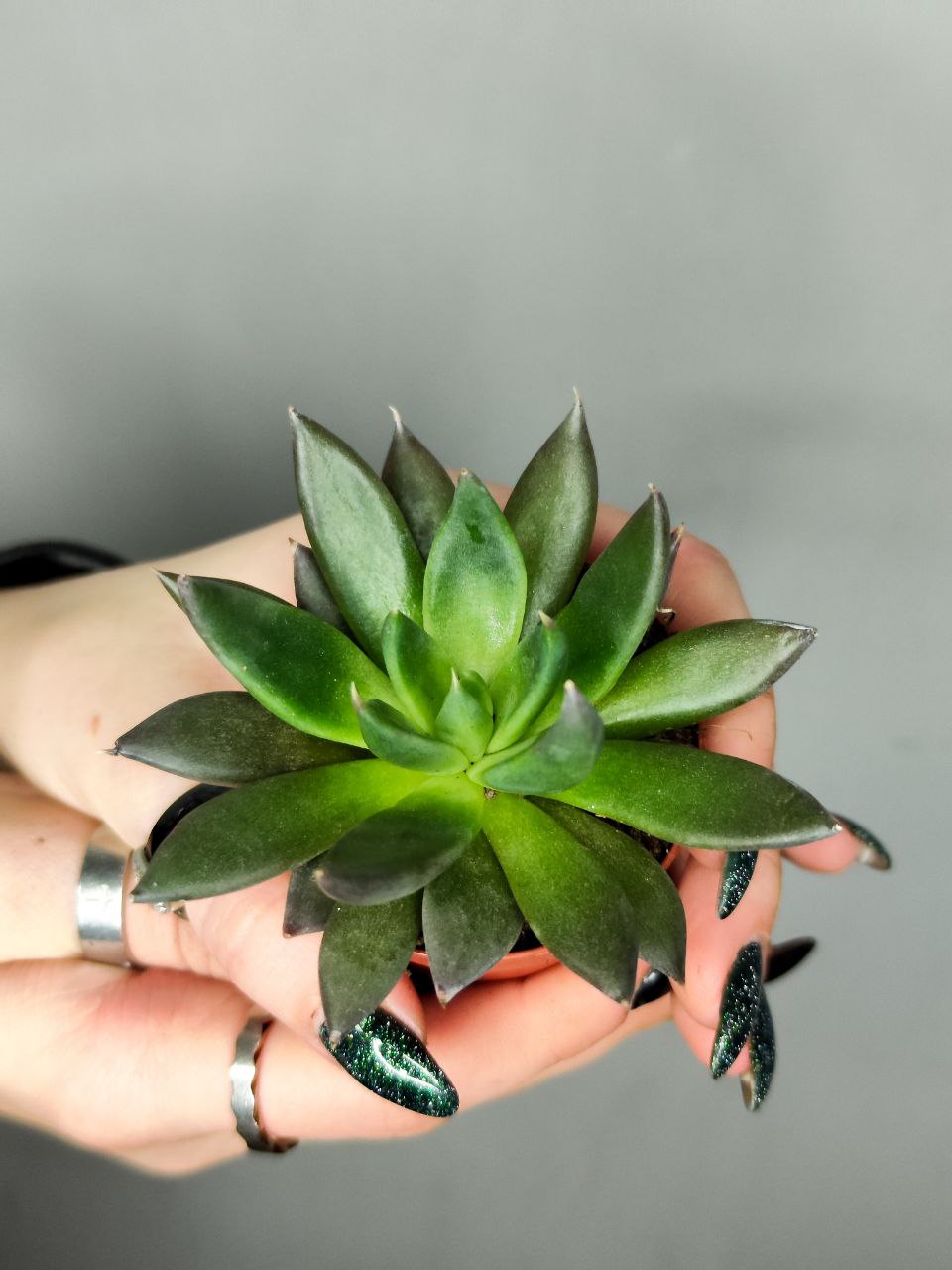 Эхеверия Блэк Поинт (Echeveria Black Point) D5см