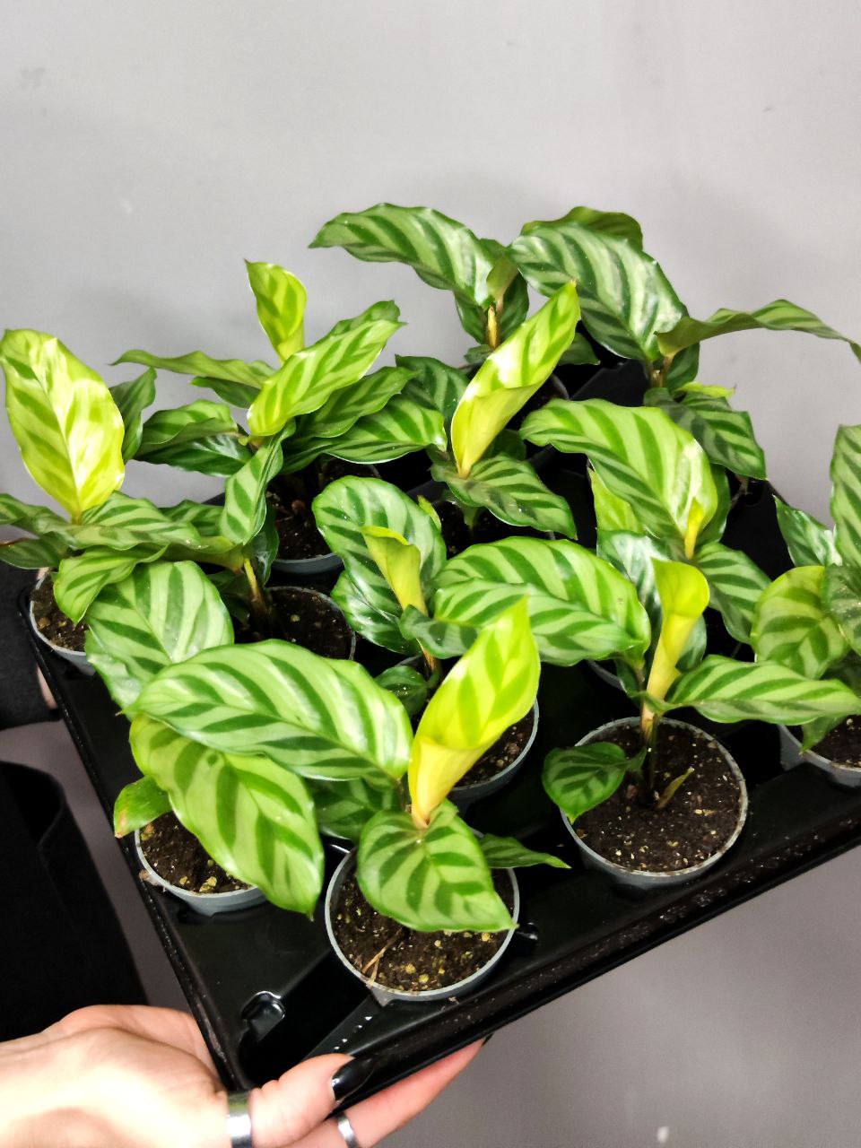 Калатея Фредди (Calathea Freddie) D6см