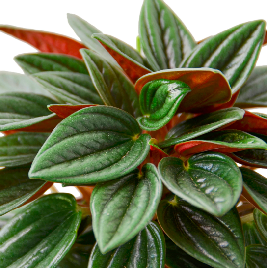 Пеперомия Россо (Peperomia Rosso) D5см