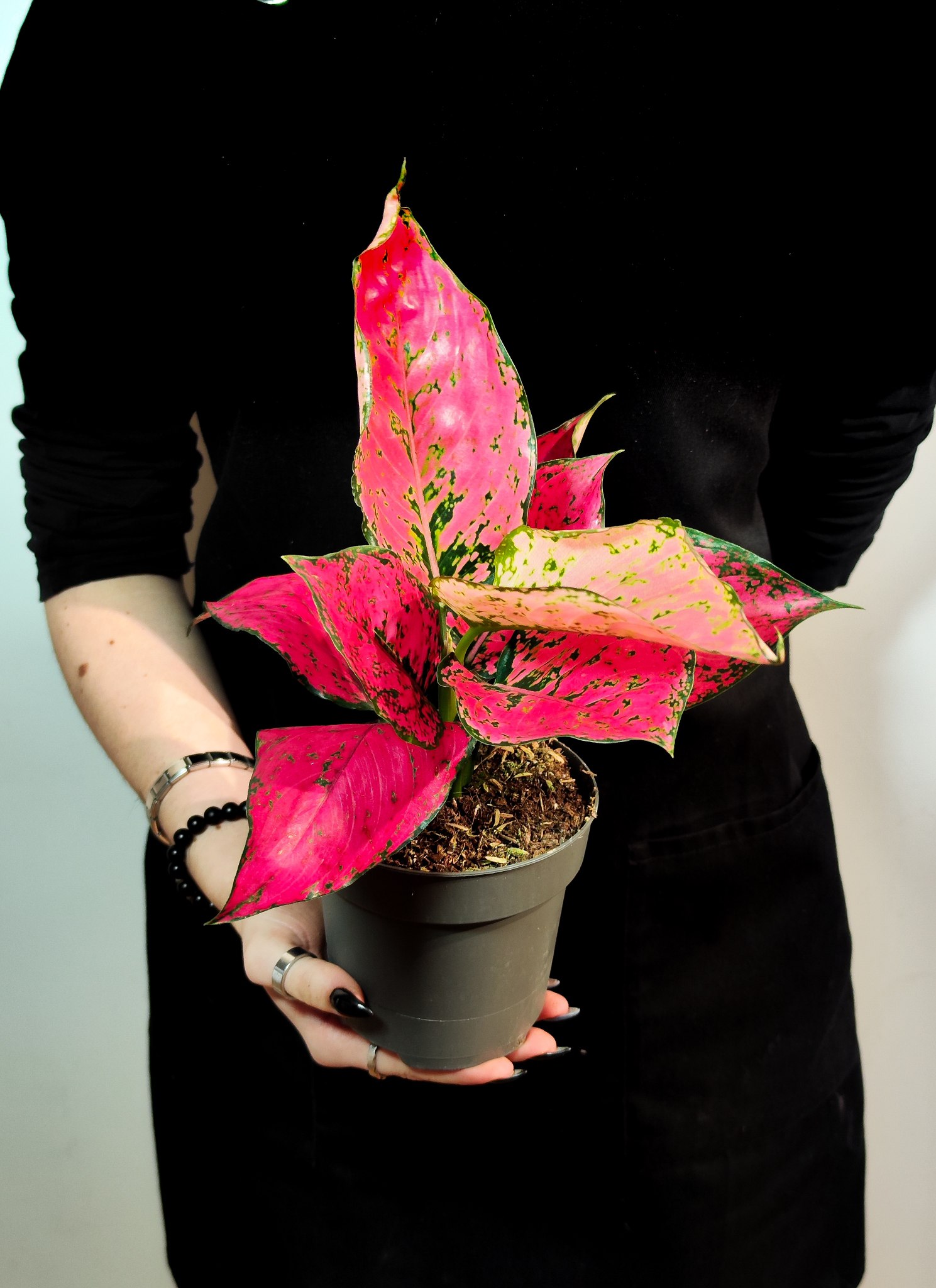 Аглаонема Спайси Пинк (Aglaonema Spicy Pink) D12см