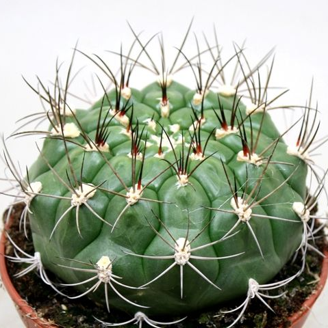 Гимнокалициум Балдианум (Gymnocalycium Baldnum) D5см