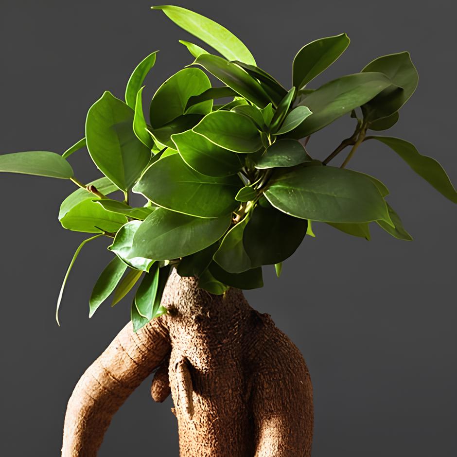 Фикус Гинсенг, или Фикус Женьшень (Ficus Ginseng) D12см
