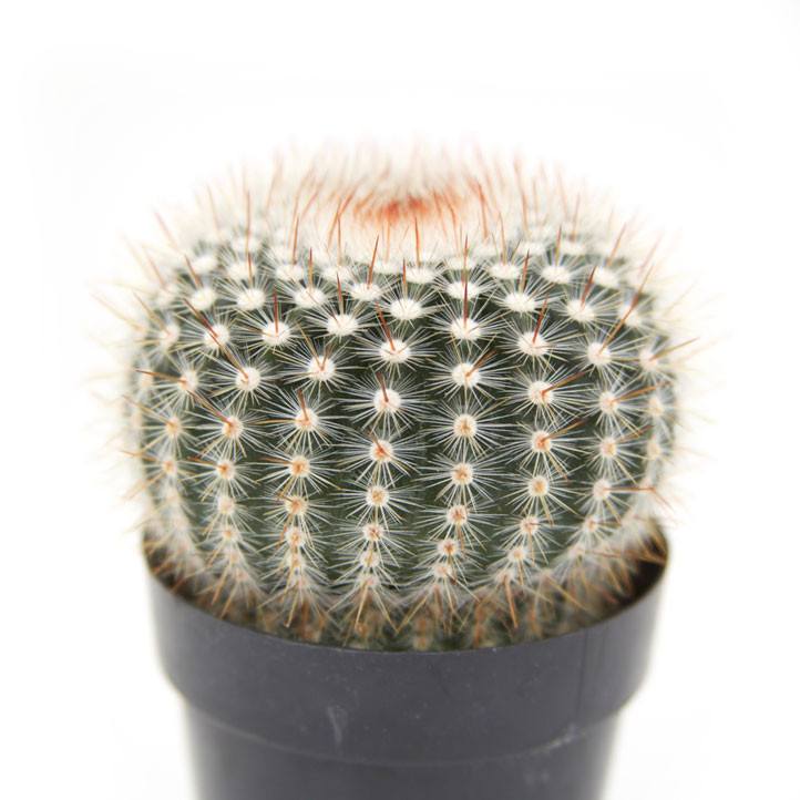 Нотокактус Метельчатый (Notocactus Scopa) D5см