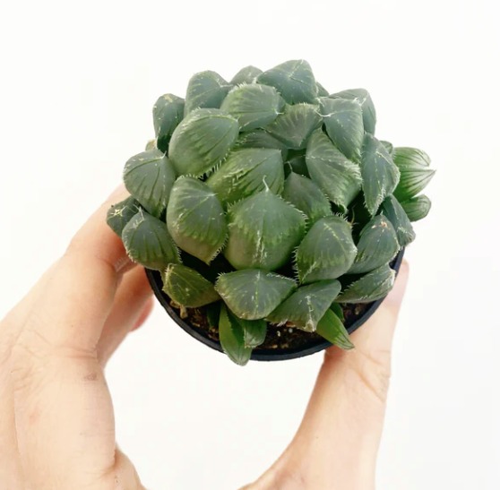 Хавортия Купера Пилифера (Haworthia cooperi var. pilifera) D5см
