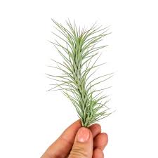 Тилландсия Фанкиана Мини (Tillandsia Funckiana Mini)