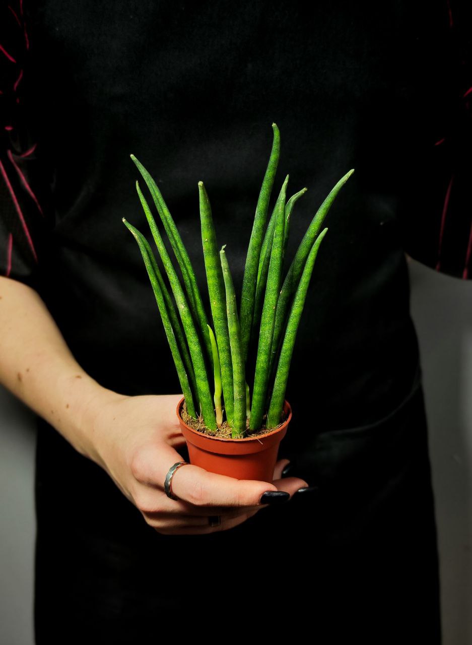 Сансевиерия Бакуларис Микадо (Sansevieria Bacularis Mikado) D6см