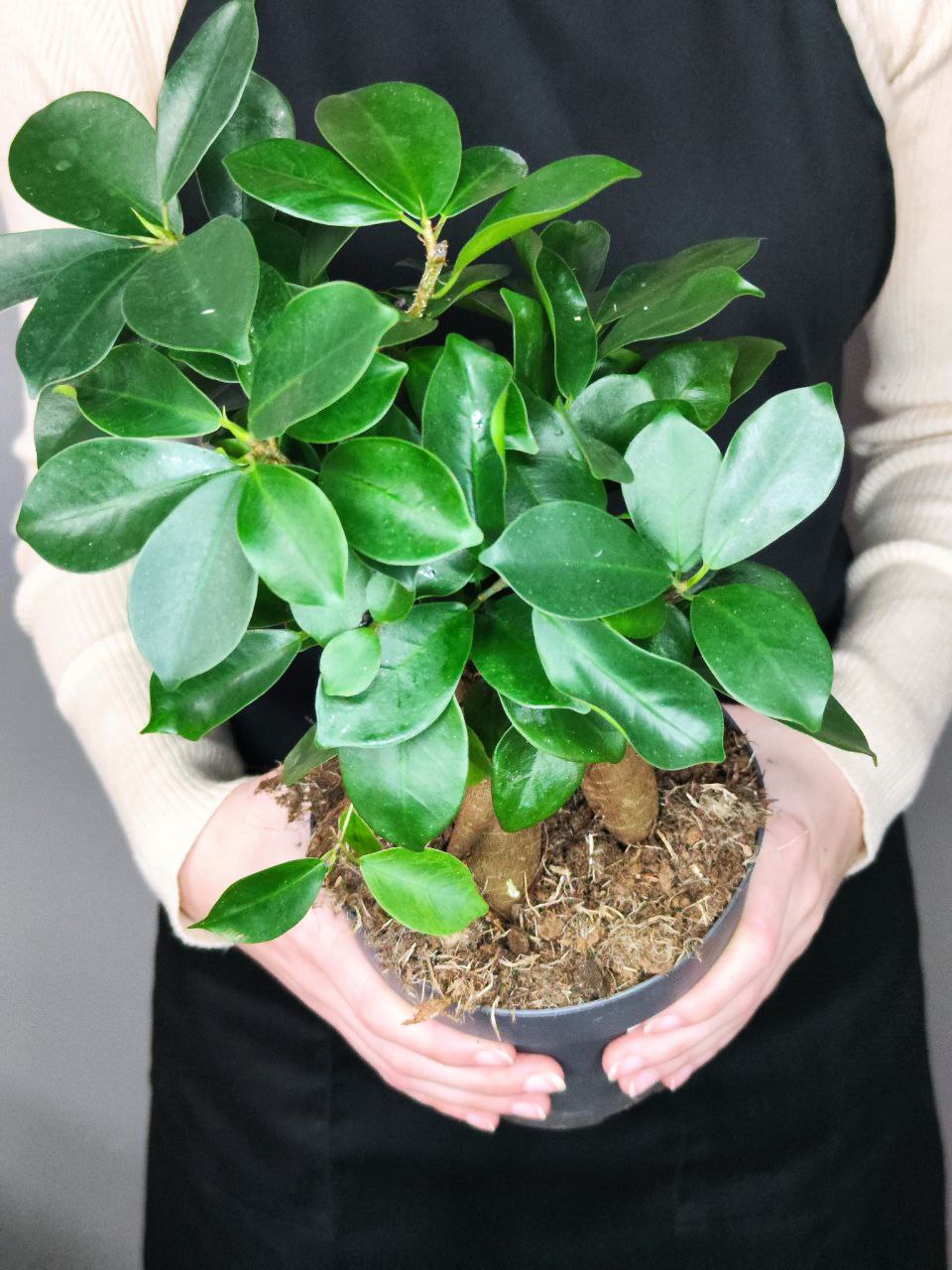Фикус Микрокарпа (Ficus Microcarpa) D15см
