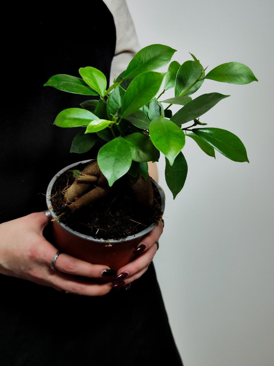 Фикус Гинсенг, или Фикус Женьшень (Ficus Ginseng) D12см